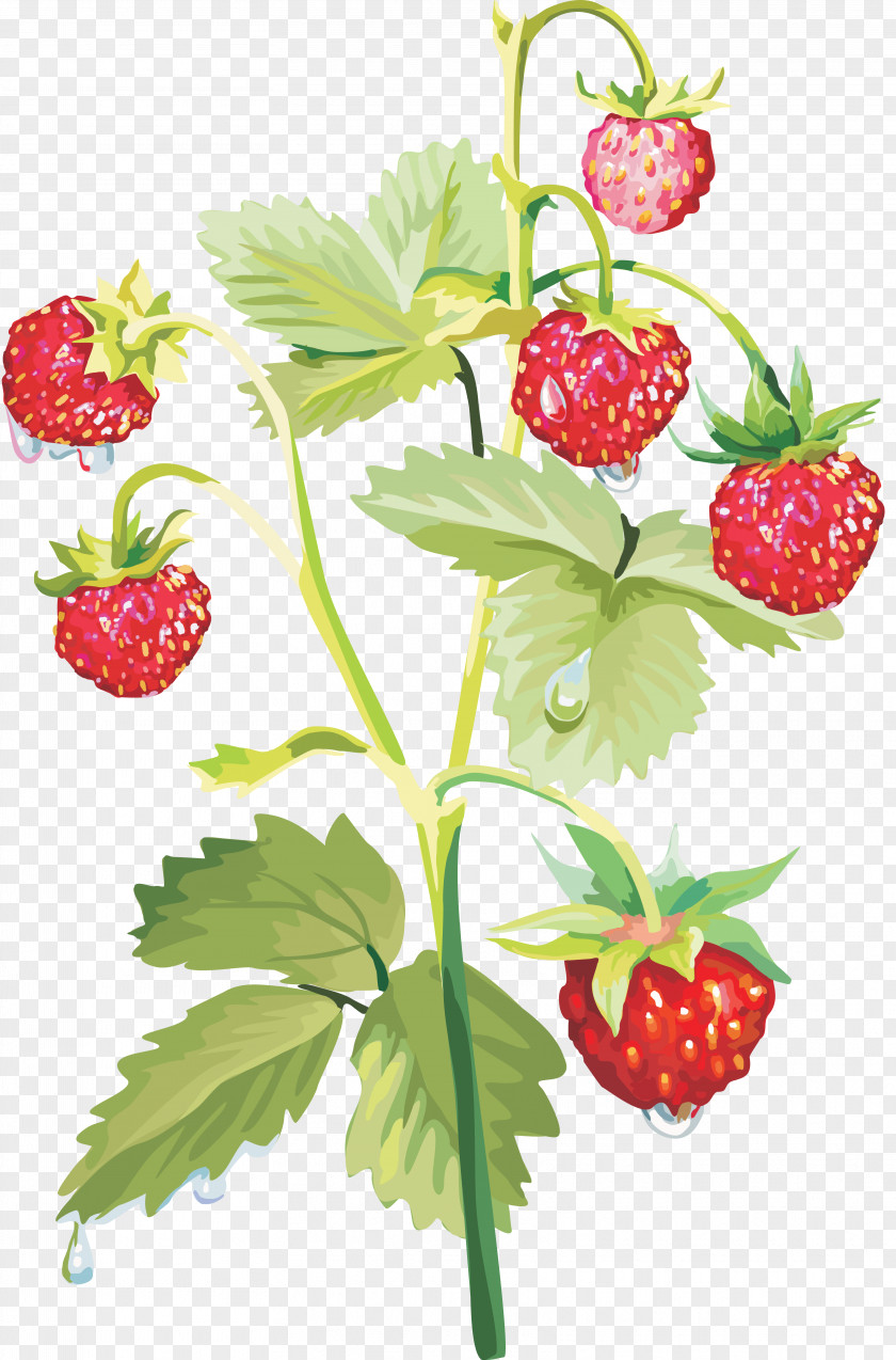 Strawberry Musk PNG
