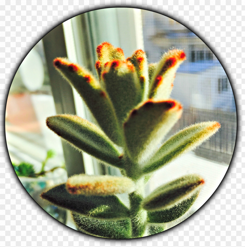 Succulent Lighting Cactaceae Plant Houseplant PNG
