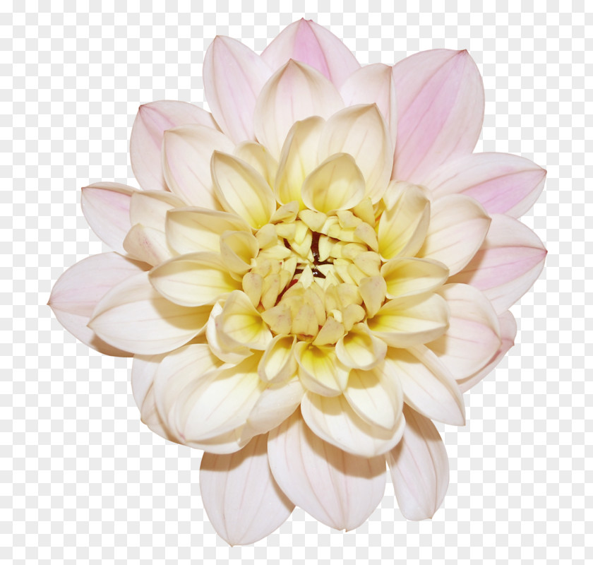 Dahlia Cut Flowers Clip Art PNG