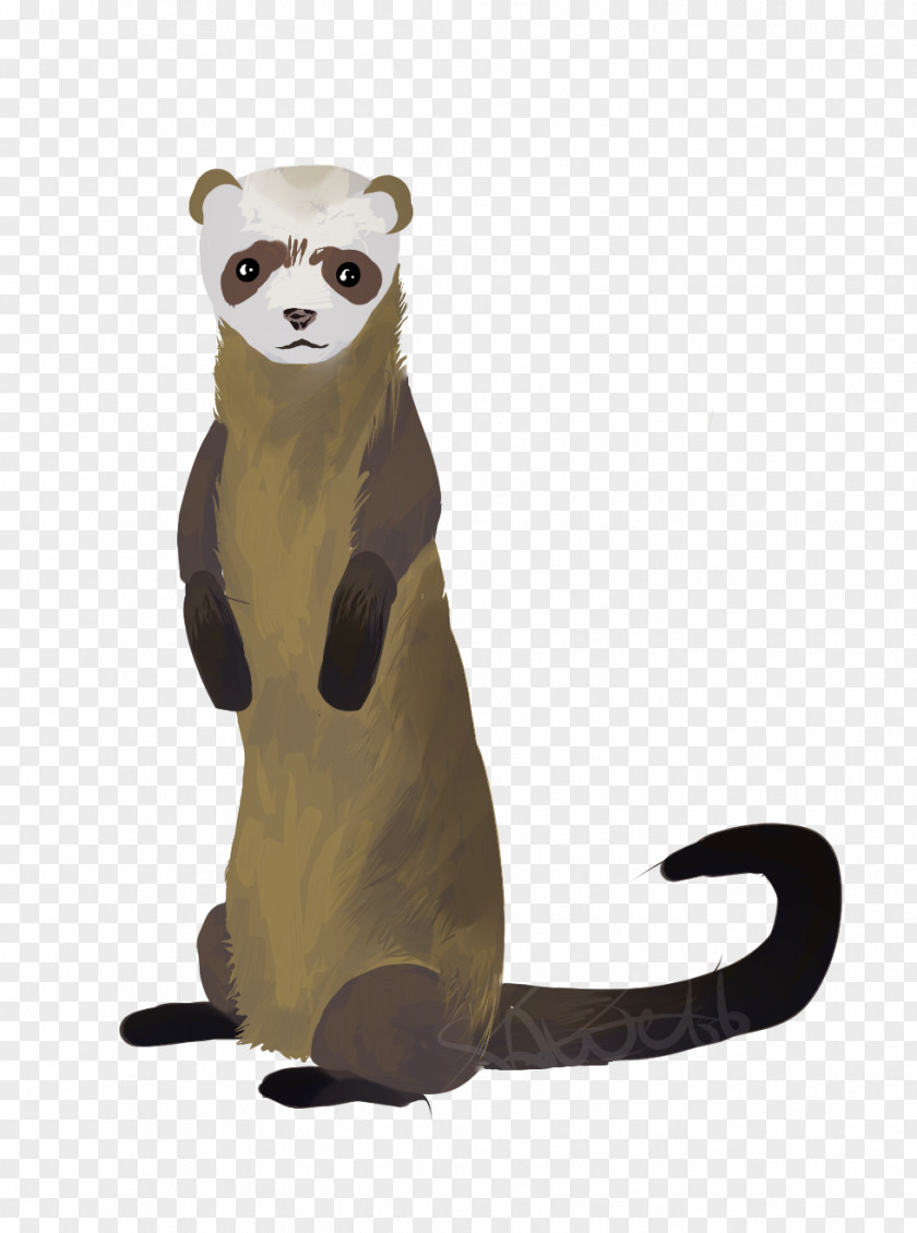 Ferret Viverrids Fur Terrestrial Animal PNG