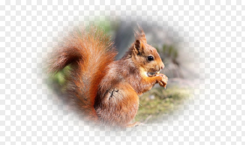 Pas De Deux Fox Squirrel Chipmunk Whiskers Snout PNG