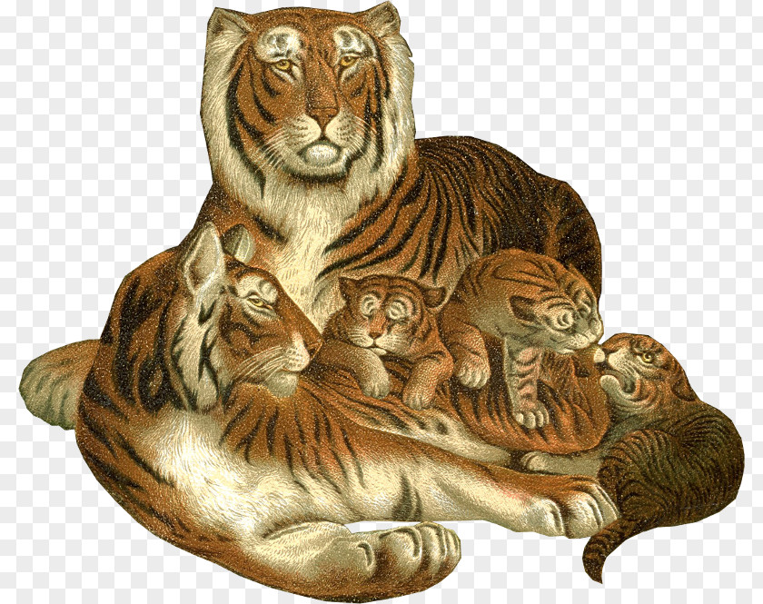 Tiger Lion Bokmärke PNG