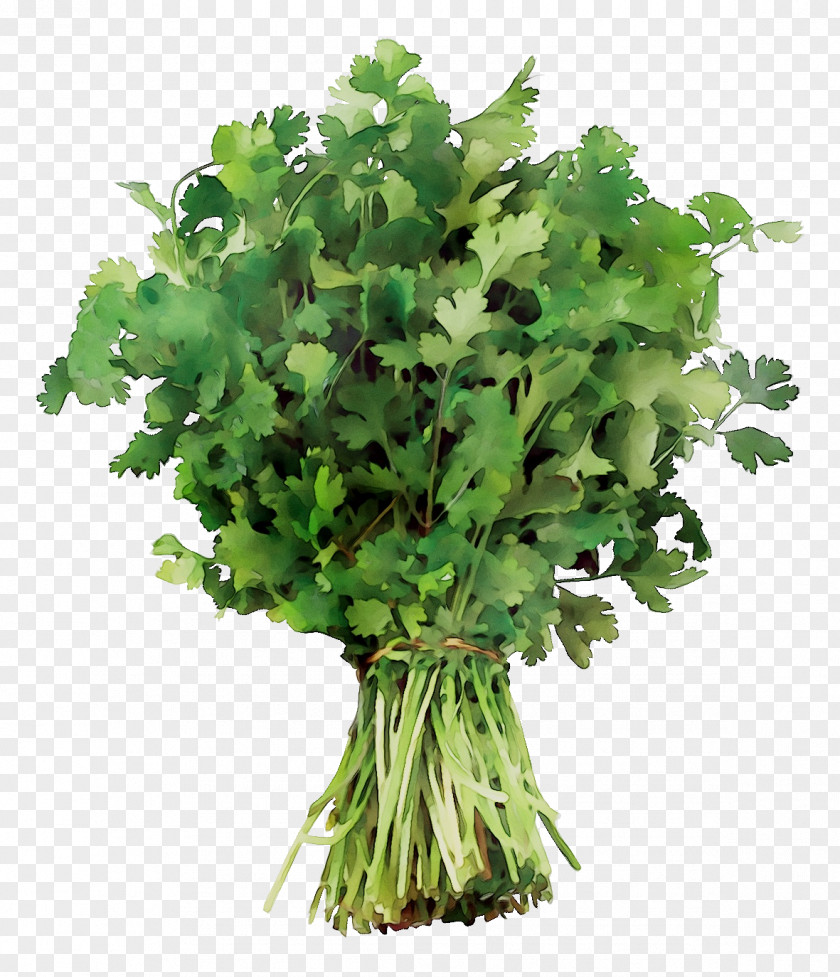 Coriander Parsley Spring Greens Recipe PNG