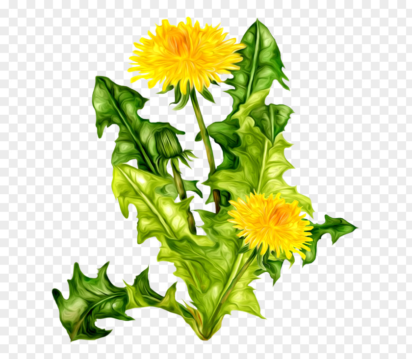 Flower Clip Art Image PNG