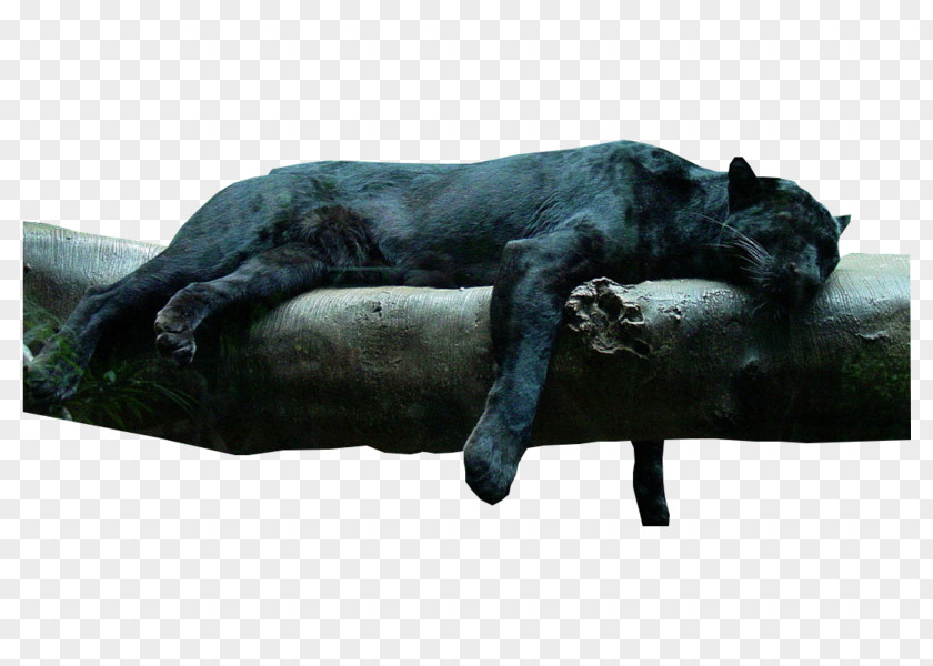 Jaguar Panther Felidae Cat Kitten PNG