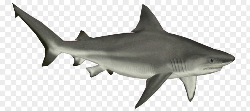Shark Bull Cartilaginous Fishes Clip Art PNG