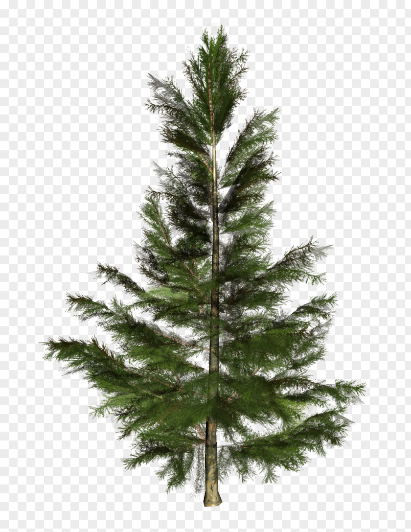 Tree Spruce Pine Fir Larch PNG