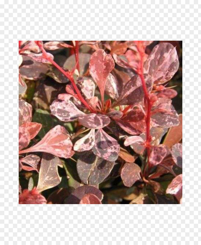 Berberis Thunbergii Julianae Blodberberis Hedge Autumn Leaf Color PNG