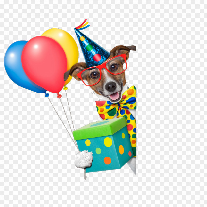 Birthday Dachshund Stock Photography IStock Image PNG