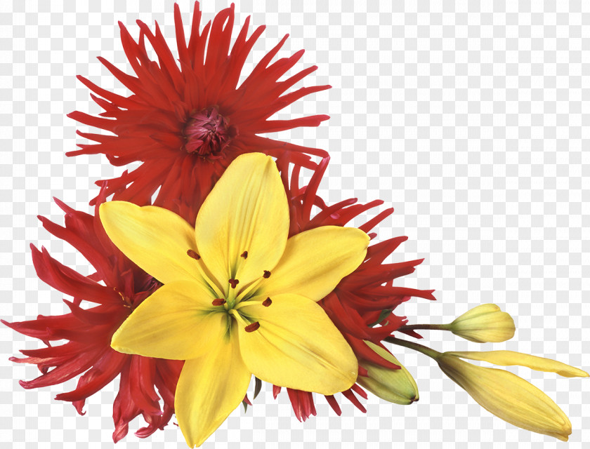 Chrysanthemum Flower Download PNG