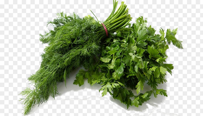 Vegetable Parsley Dill Herb Salad PNG