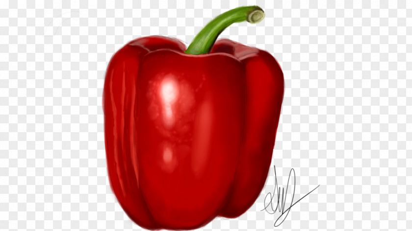 Watercolor Pepper Chili Cayenne Bell Paprika Peperoncino PNG