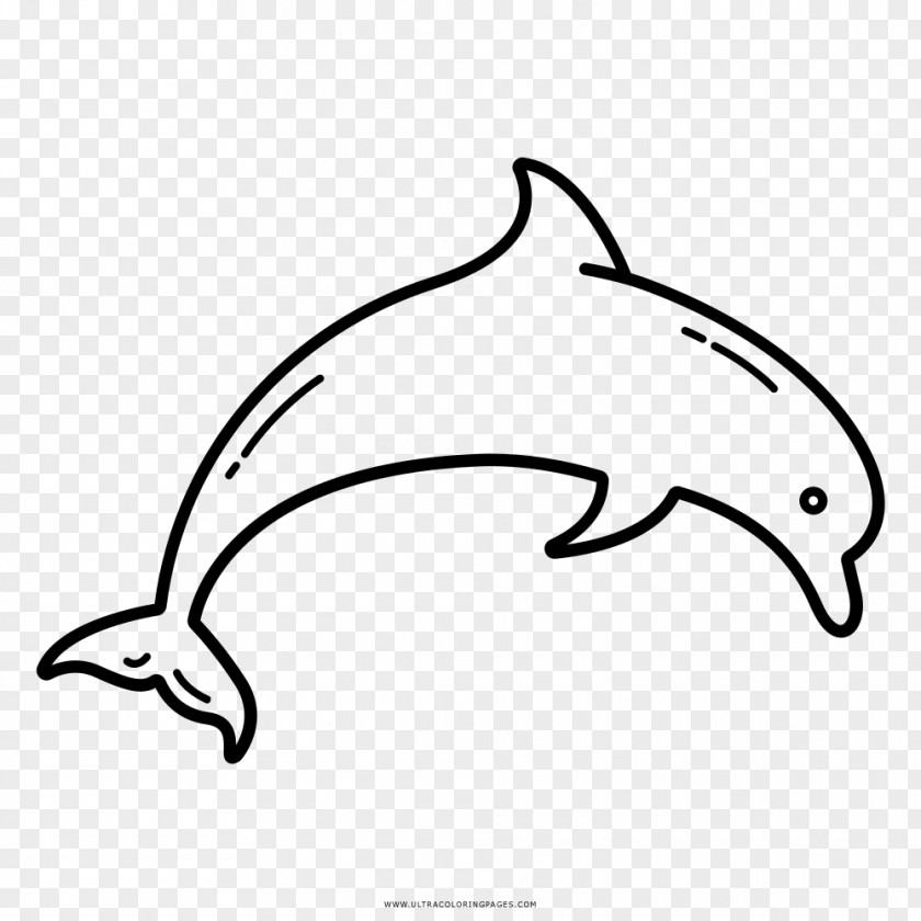 Dolphin Drawing Coloring Book Black And White Clip Art PNG