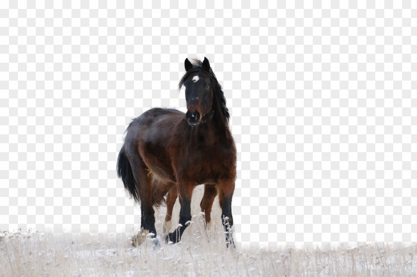Horse Pony Photography Stallion PNG