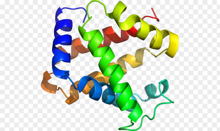 Line Myoglobin Clip Art PNG