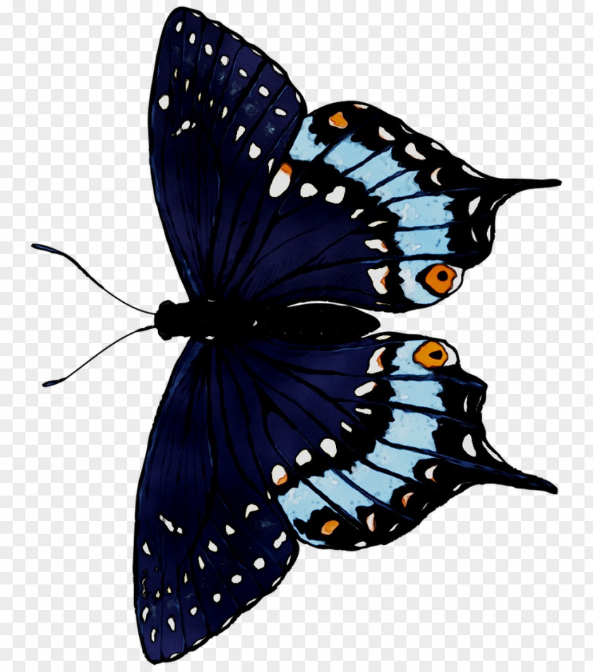 Monarch Butterfly Brush-footed Butterflies Moth Cobalt Blue PNG