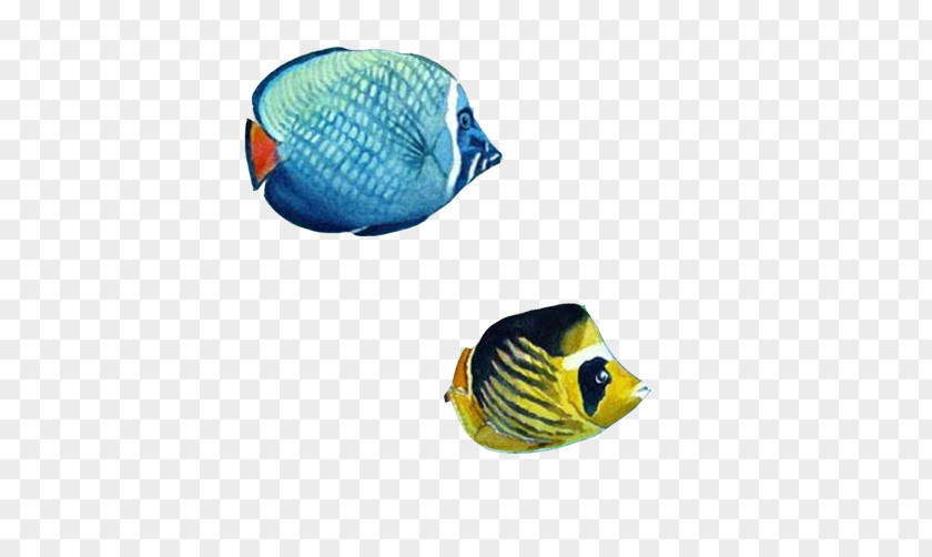 Ornamental Fish Stock Image PNG