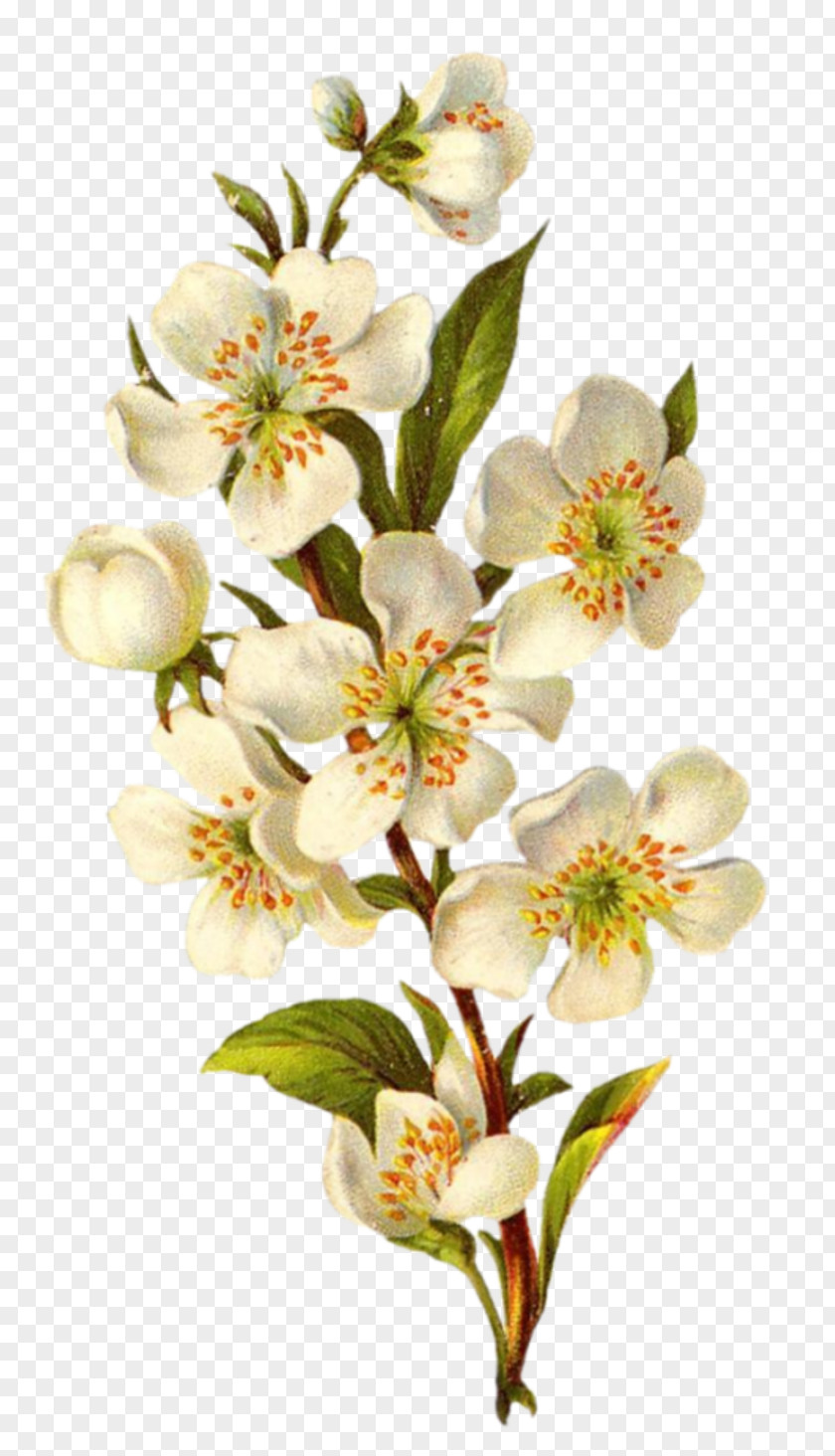 Painted Plum Blossom Flower Vintage Clothing Floral Design Clip Art PNG