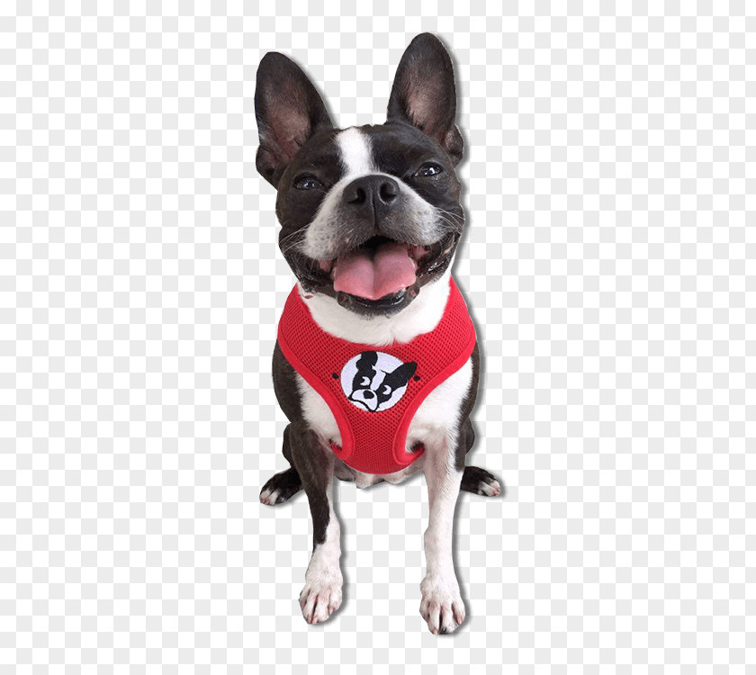 Puppy Boston Terrier Dog Breed Beagle PNG