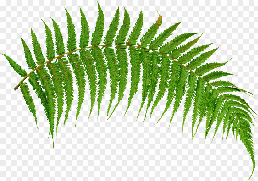 Tree Ferns And Horsetails Fern PNG