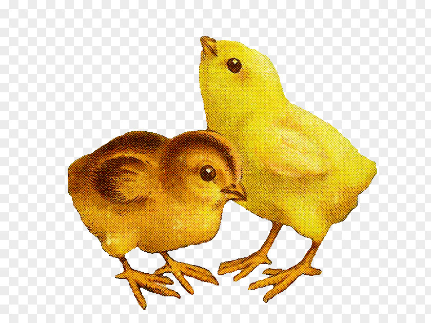 Bird Chicken Atlantic Canary Yellow PNG