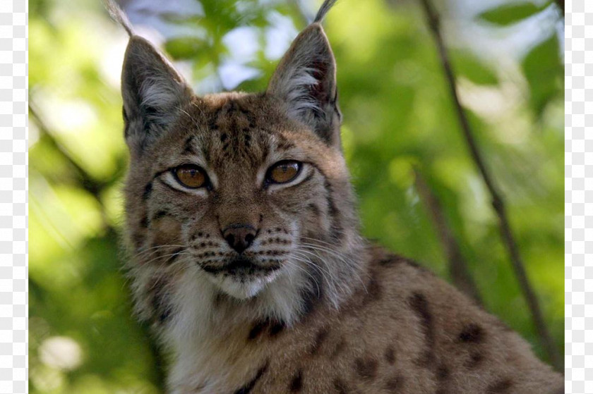 Bobcat Eurasian Lynx Bernese Mountain Dog Iberian Highlands PNG