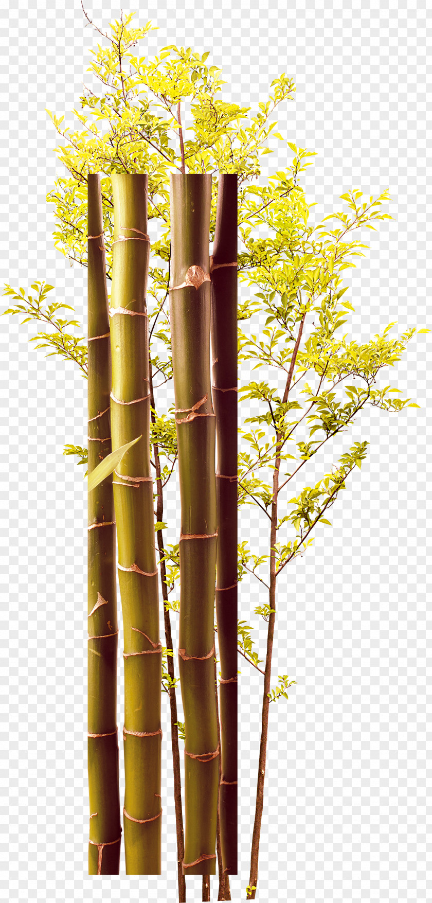Creative Green Bamboo Trees Twig PNG