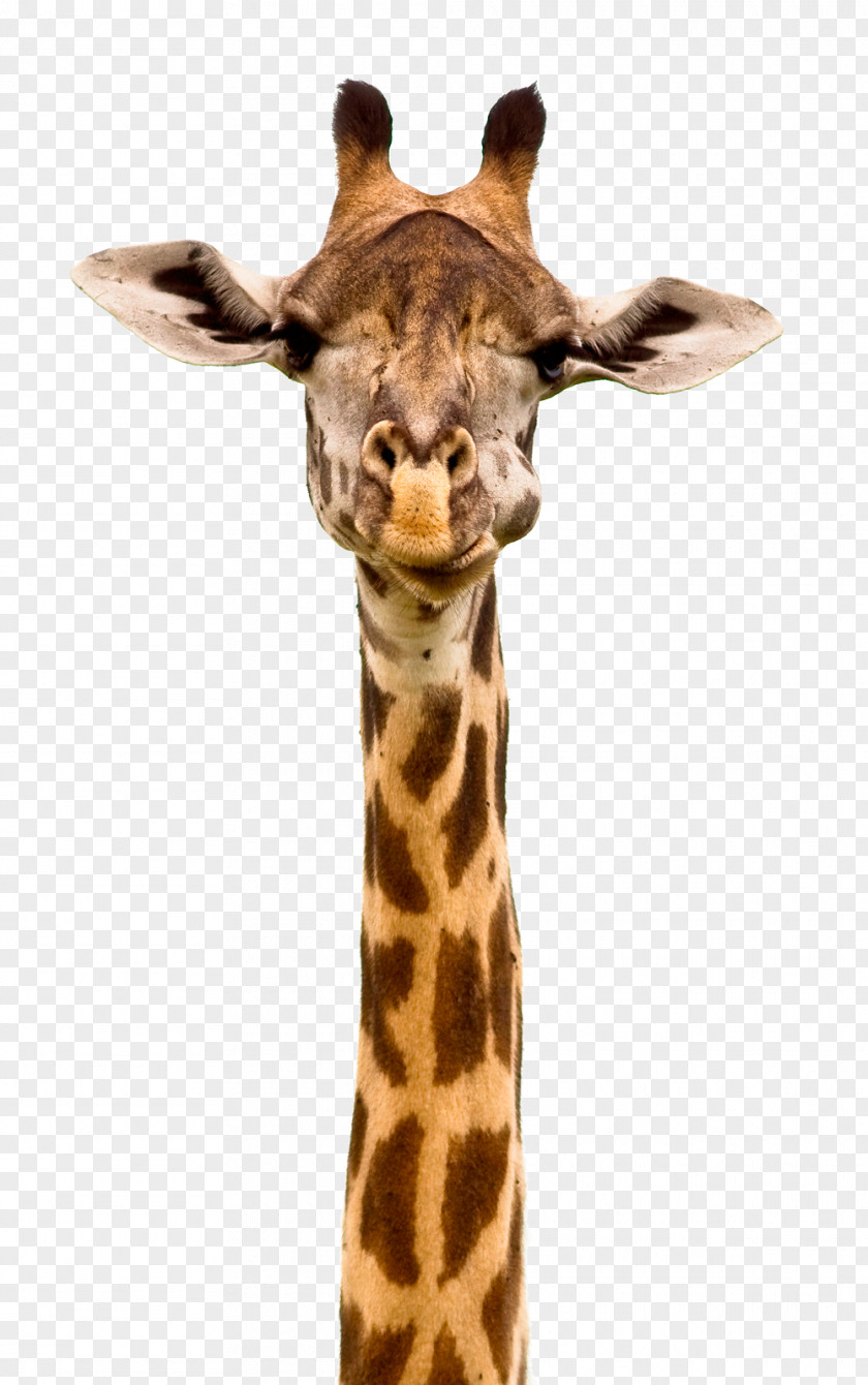 Giraffe Apple IPhone 7 Plus Stock Photography 6S PNG