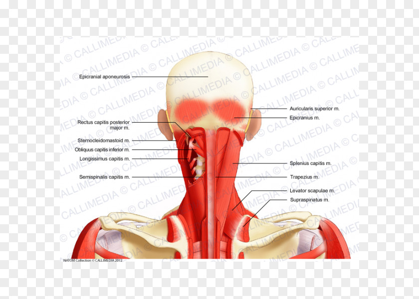 Head And Neck Anatomy Splenius Capitis Muscle Posterior Triangle Of The PNG