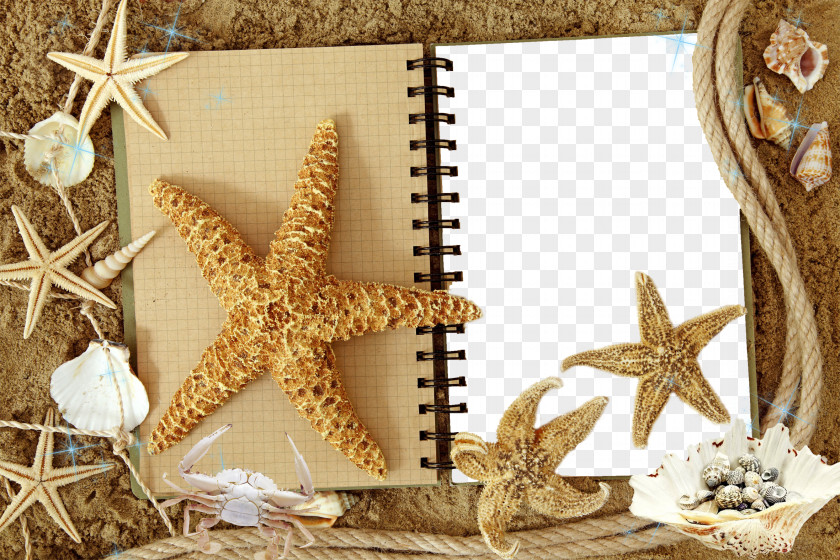 Mood Frame Pictures High-definition Television Starfish Video 1080p Wallpaper PNG
