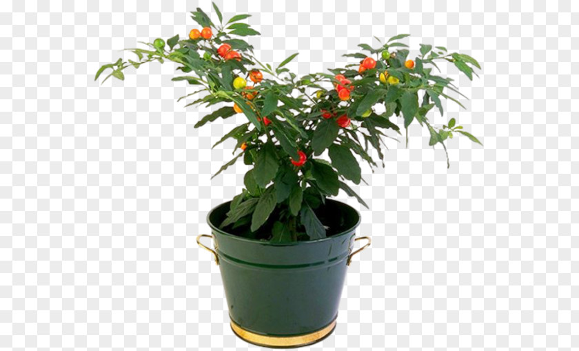 Plant Penjing Houseplant Flowerpot Tree PNG