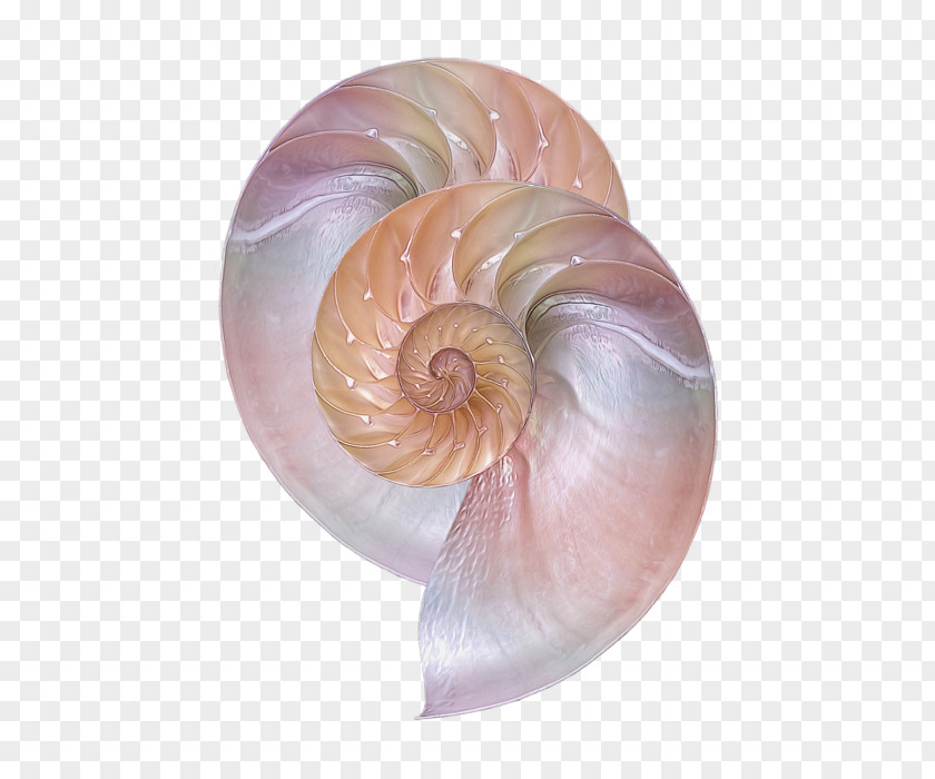 Scent Sea Snail Conchology Chambered Nautilus Seashell PNG