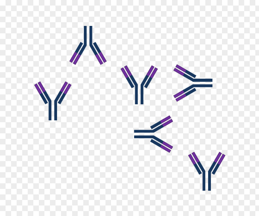 Science Antigen-antibody Interaction Epitope PNG