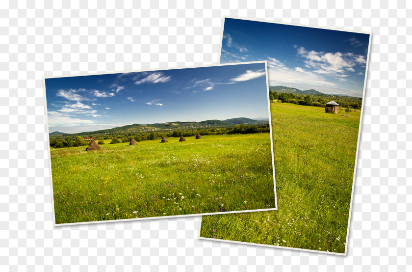 Cemetery Merry Photographic Paper Ecosystem PNG