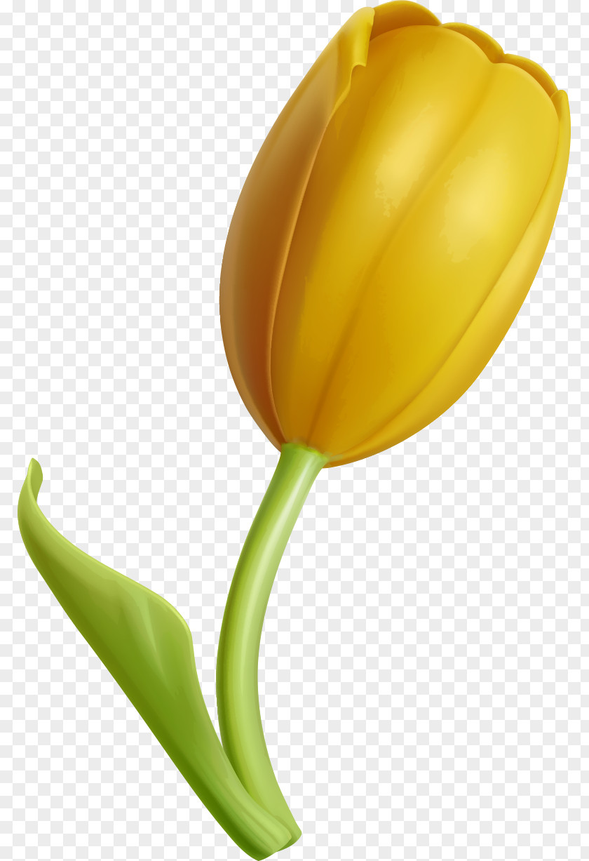 Golden Tulips Tulip Yellow Flower PNG