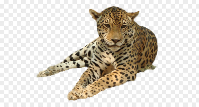 Leopard Clip Art Image Vector Graphics PNG