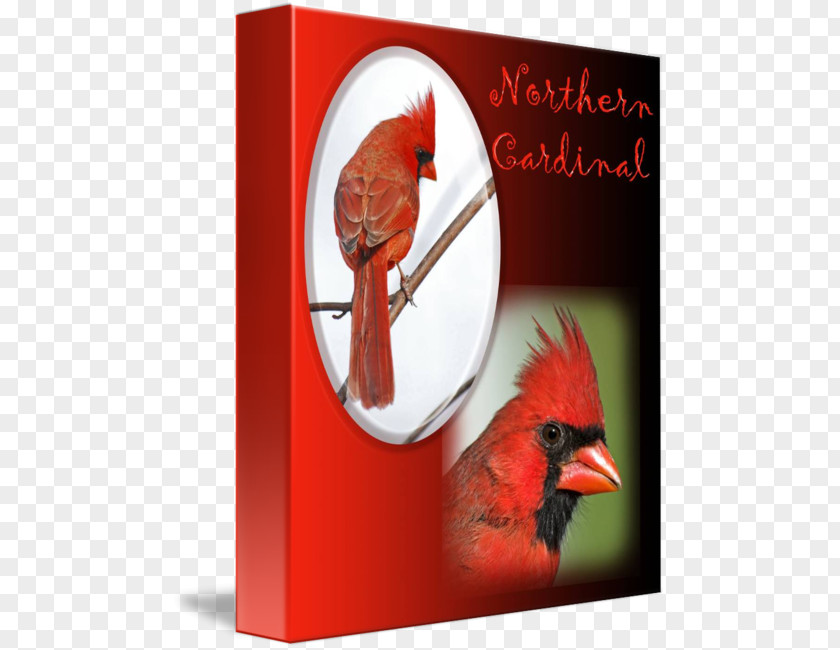 Northern Cardinal Advertising Greeting & Note Cards Beak Heart PNG