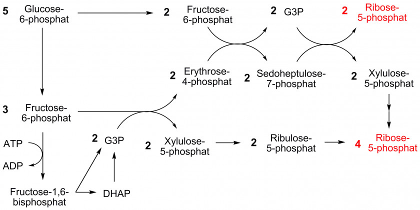 Pentose Phosphate Pathway Nicotinamide Adenine Dinucleotide Oxidative Stress Ribose 5-phosphate Calvin Cycle PNG