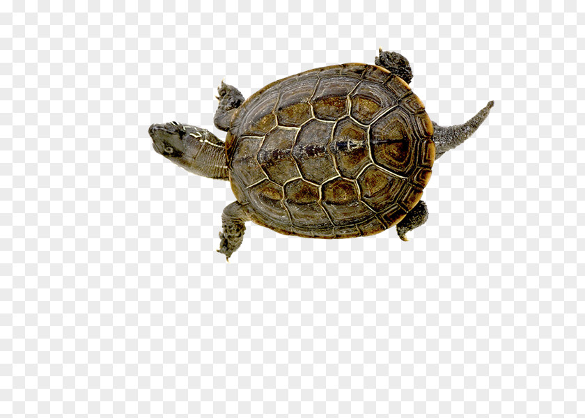 Tortuga Box Turtles Raster Graphics Tortoise Clip Art PNG