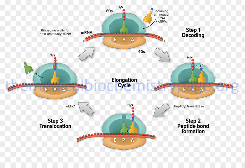 Translation Elongation Protein Biosynthesis Transcription RNA PNG