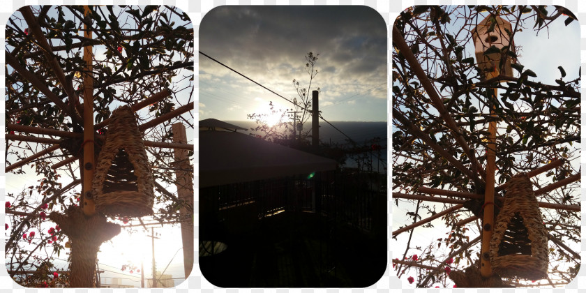 Winter Branching Sky Plc PNG