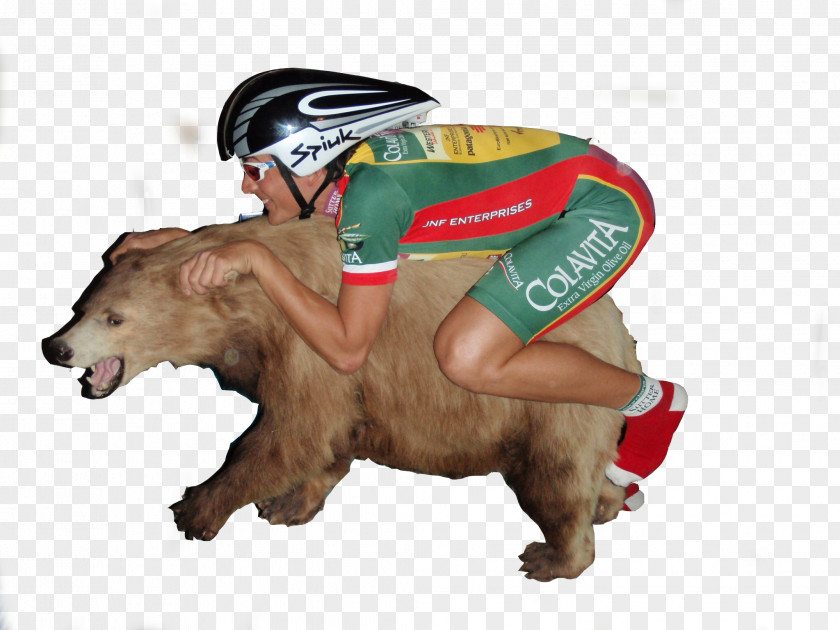 Bear Cat Bicycle Horse PNG