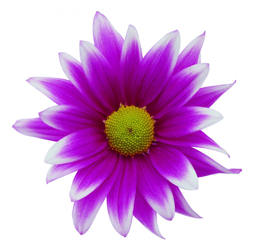 Flower Images Free Display Resolution Clip Art PNG