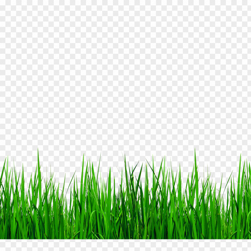 Green Grass Border Details Download Grasses Clip Art PNG