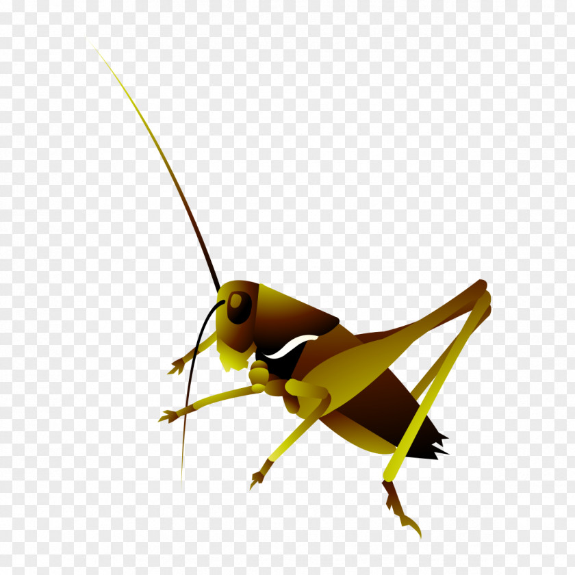 Hand-painted Pattern Insects Grasshopper Insect Locust PNG