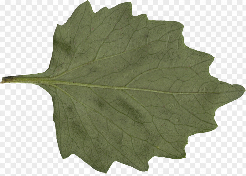 Leaf Plant PNG