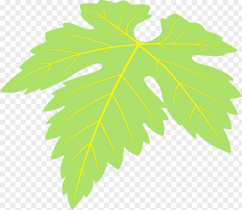 Maple Leaf PNG