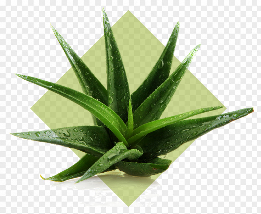 Vera Aloe Plant Stock Photography Indoor Air Quality Gel PNG