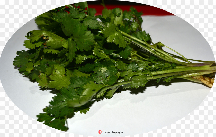 Coriander Vegetarian Cuisine Leaf Vegetable Broccoli Rapini PNG