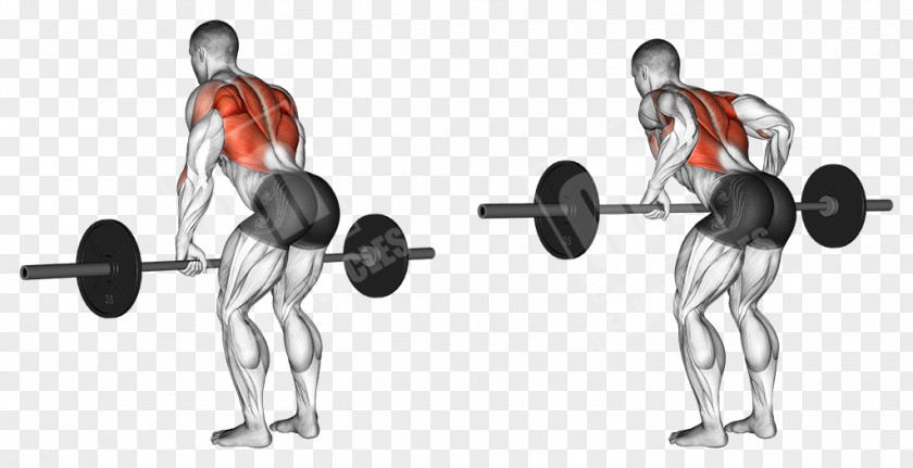 Exercise Squat Deadlift Barbell Human Leg PNG leg, barbell clipart PNG